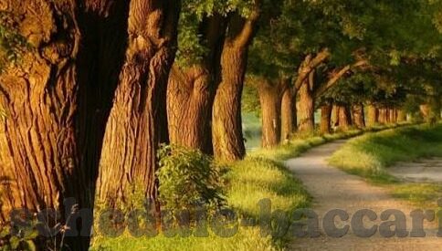 王牌战争九游版下载-沉浸战场,制胜一击 —— 王牌战争九游版下载体验指南